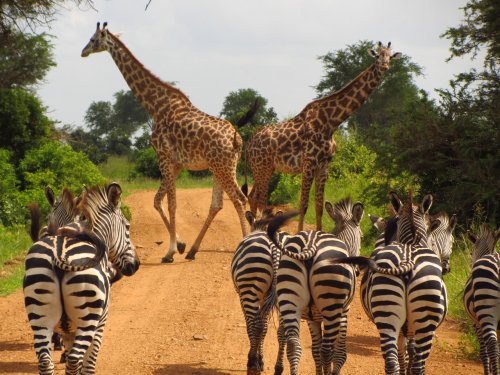 Tanzania