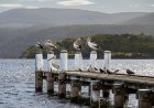 Explore Tasmania: Everything First-Time Visitors Need to Know