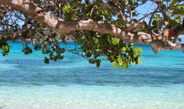 Discover Barbados Beyond the Beach: Five Amazing Road Trips