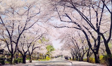 Most unmissable experiences in South Korea
