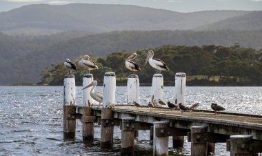 Explore Tasmania: Everything First-Time Visitors Need to Know