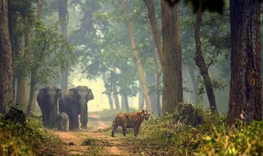 Discovering Terai: The Hidden Gem of Nepal