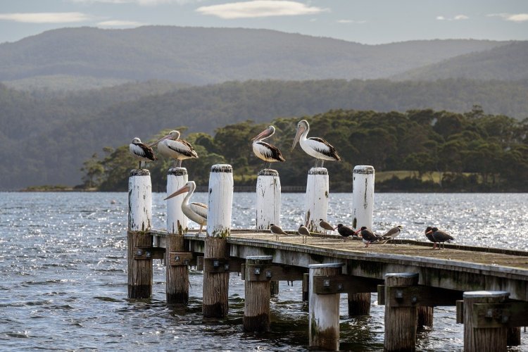 Explore Tasmania: Everything First-Time Visitors Need to Know