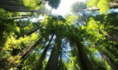 A First-Timer's Guide to Sequoia National Park
