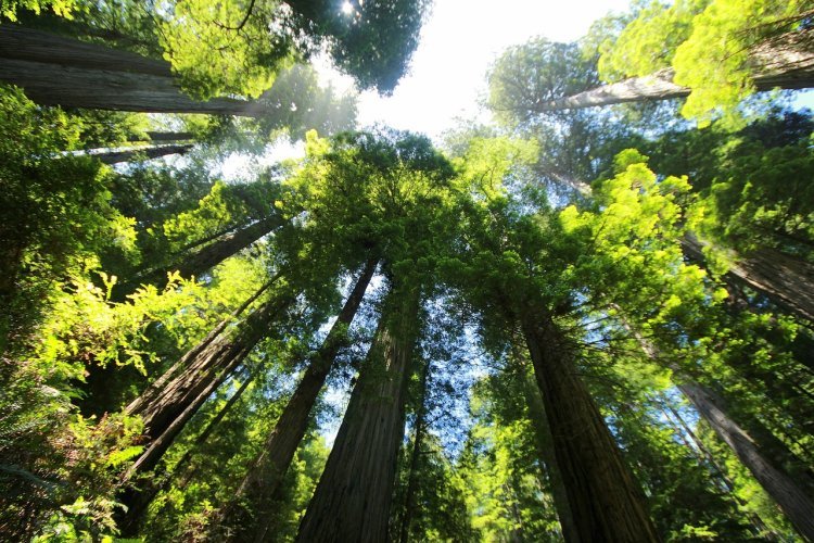 A First-Timer's Guide to Sequoia National Park